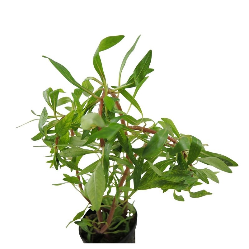 Ludwigia inclinata cuba var. verticillata