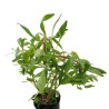 Ludwigia inclinata cuba var. verticillata