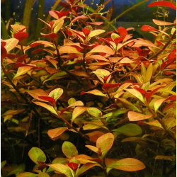 Ludwigia repens