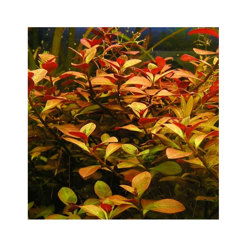 Ludwigia repens Ludwigia repens