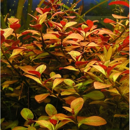 Ludwigia repens