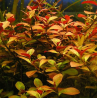 Ludwigia repens