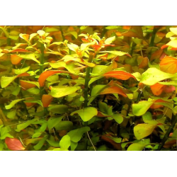 Ludwigia repens