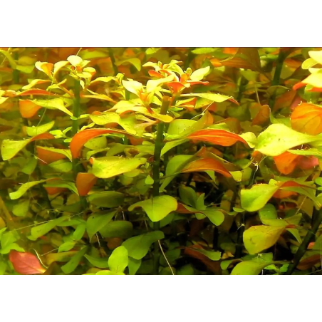 Ludwigia repens