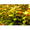 Ludwigia repens