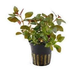 Ludwigia repens