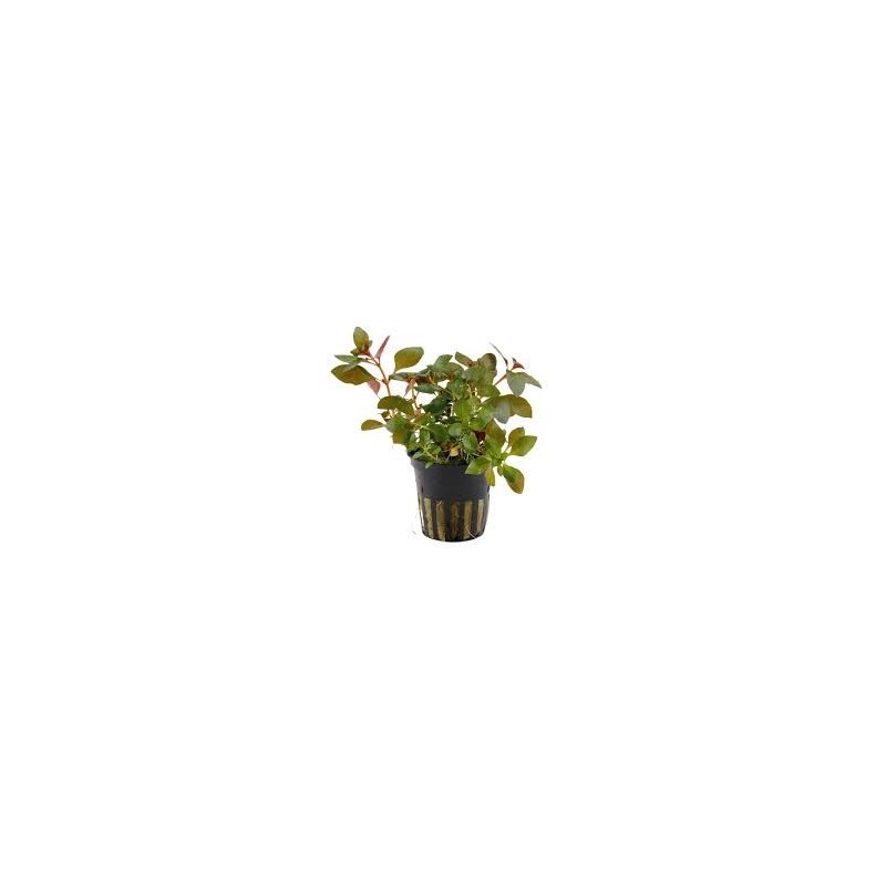 Ludwigia repens