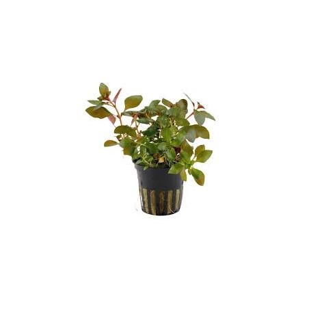 Ludwigia repens