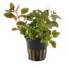 Ludwigia repens