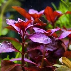 ludwigia repens rubin