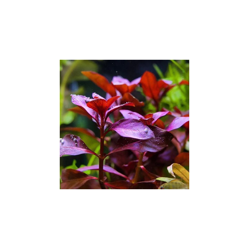 ludwigia repens rubin ludwigia repens rubin