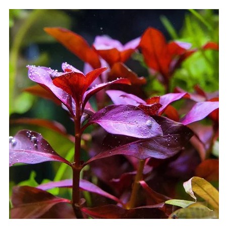 ludwigia repens rubin