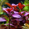 ludwigia repens rubin