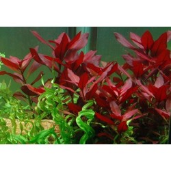 ludwigia repens rubin