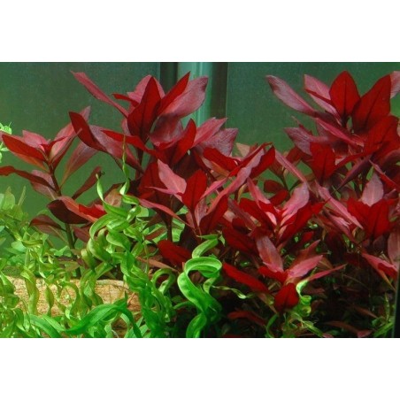 ludwigia repens rubin