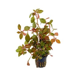 ludwigia repens rubin