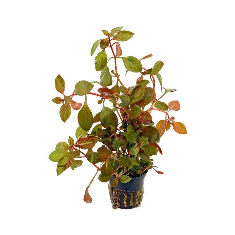 ludwigia repens rubin