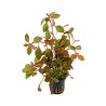 ludwigia repens rubin