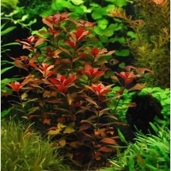 Ludwigia mesacana