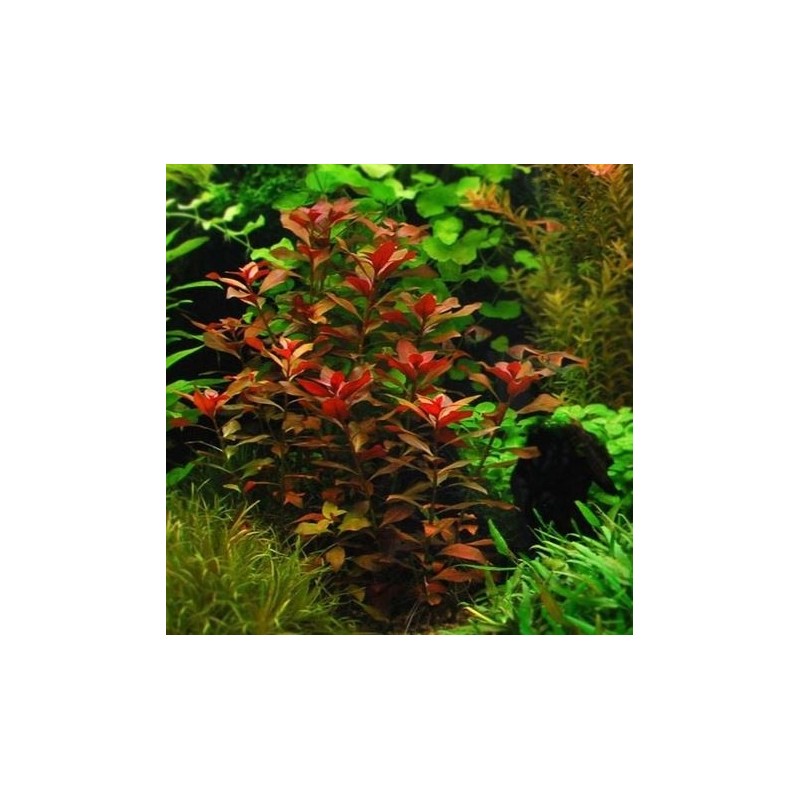 Ludwigia mesacana Ludwigia mesacana