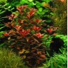 Ludwigia mesacana