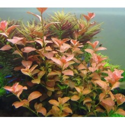 Ludwigia mesacana