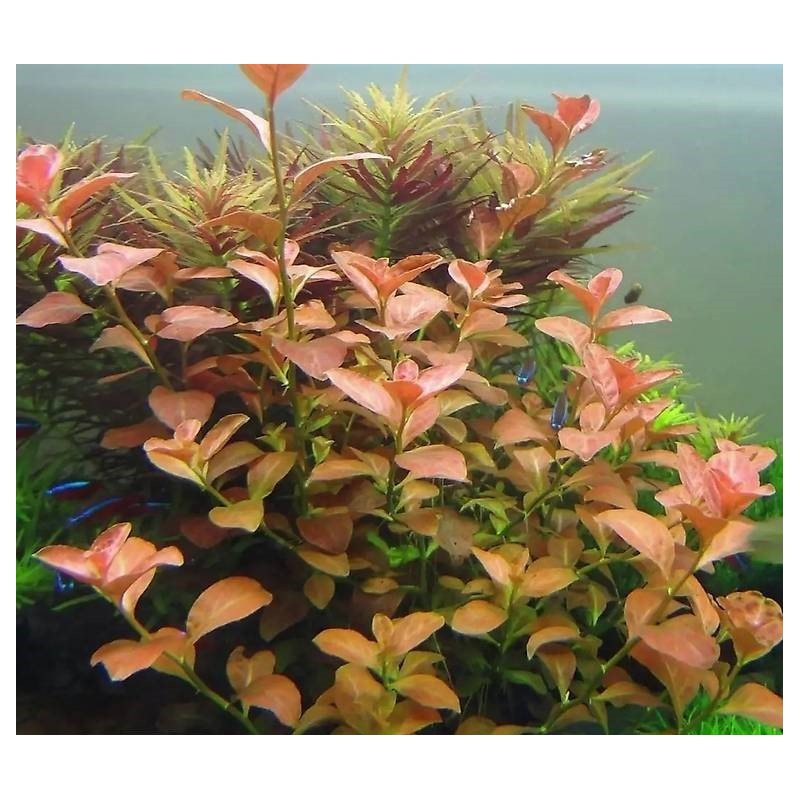 Ludwigia mesacana