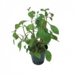 Ludwigia mesacana