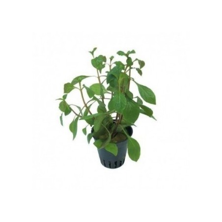 Ludwigia mesacana