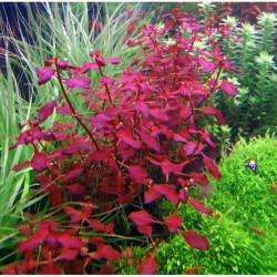 Ludwigia sp mini super red