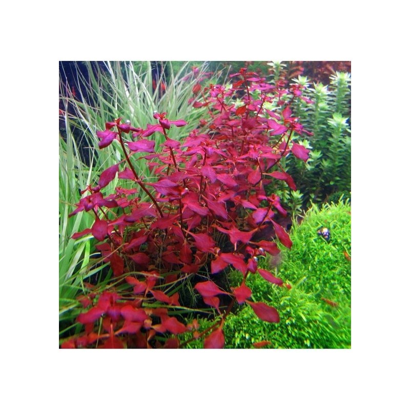 Ludwigia sp mini super red Ludwigia sp mini super red
