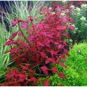Ludwigia sp mini super red