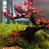 Ludwigia sp mini super red
