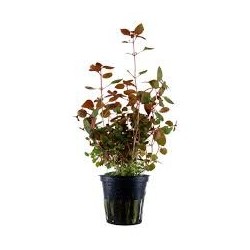Ludwigia sp mini super red