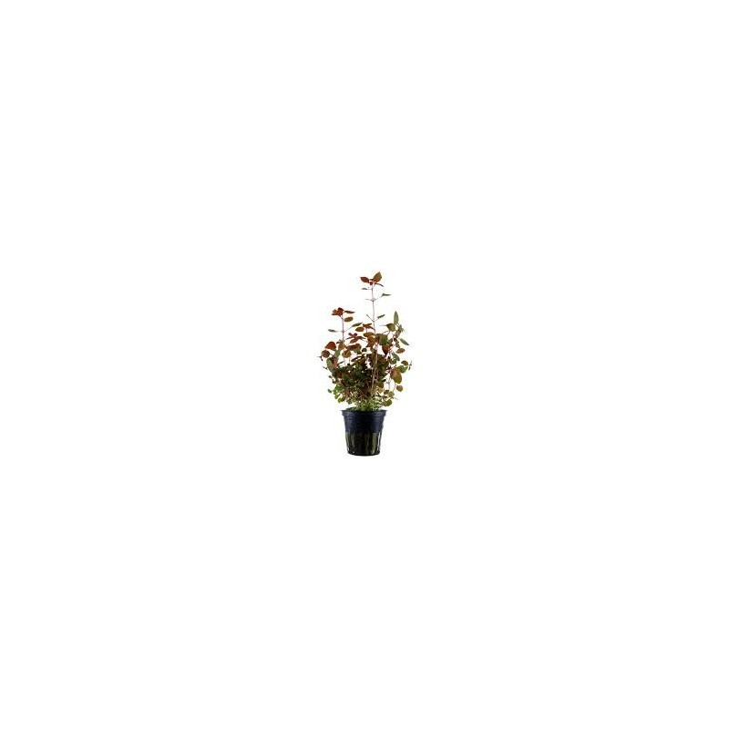 Ludwigia sp mini super red