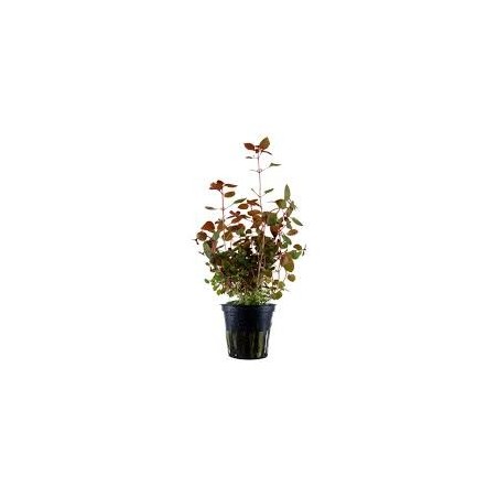 Ludwigia sp mini super red