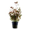 Ludwigia sp mini super red