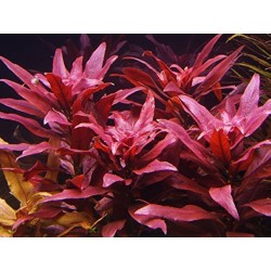 Ludwigia perennis