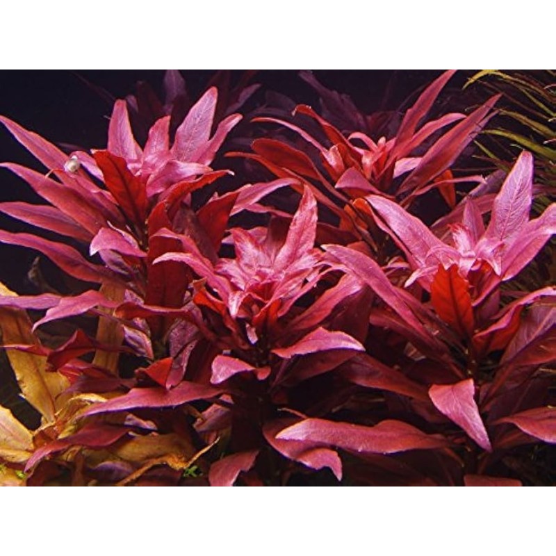 Ludwigia perennis Ludwigia perennis