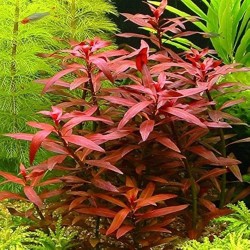 Ludwigia perennis