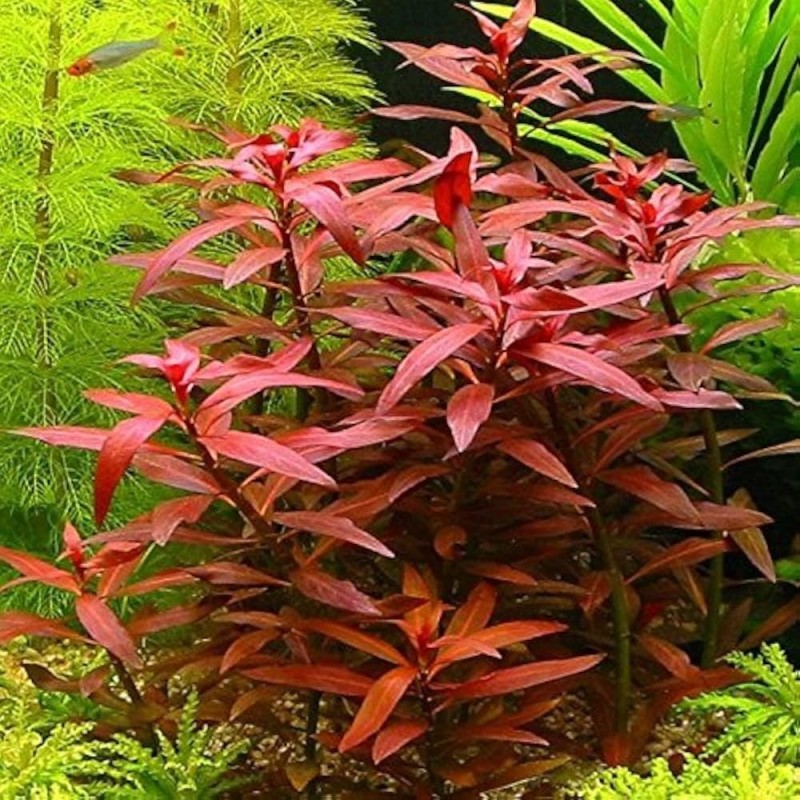 Ludwigia perennis