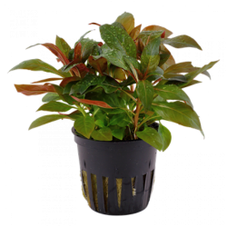 Ludwigia perennis