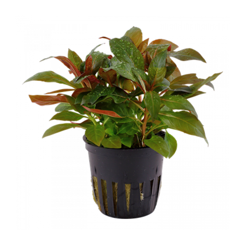 Ludwigia perennis