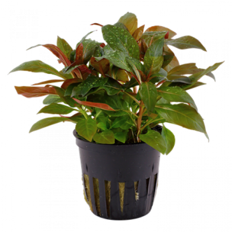 Ludwigia perennis