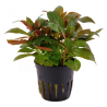 Ludwigia perennis