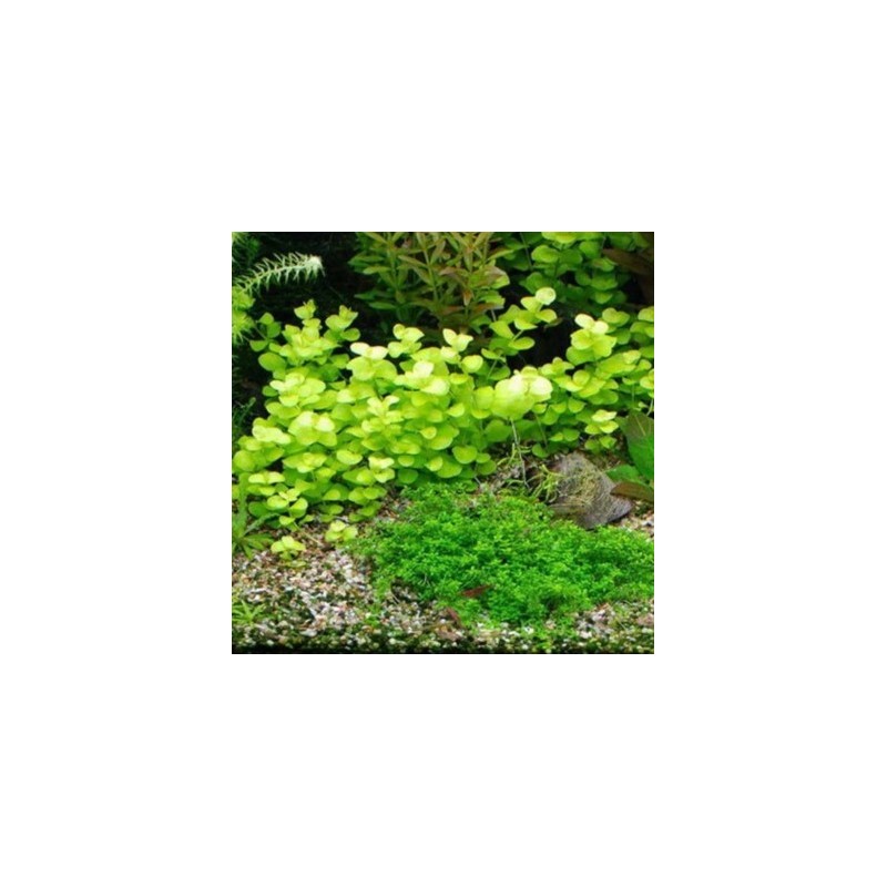 Lysimachia nummularia Lysimachia nummularia