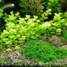 Lysimachia nummularia