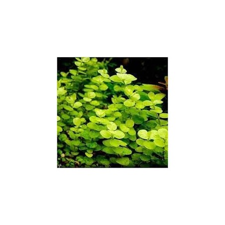 Lysimachia nummularia
