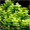 Lysimachia nummularia