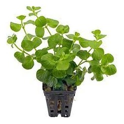 Lysimachia nummularia